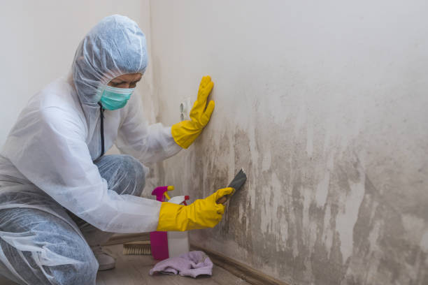 Best Industrial Mold Remediation in Lubeck, WV