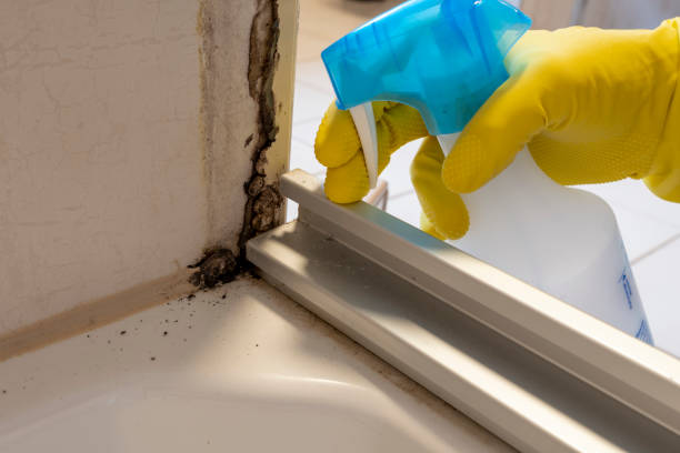 Best Post-Flood Mold Remediation in Lubeck, WV
