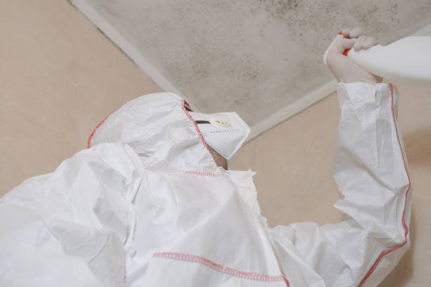 Best Black Mold Remediation in Lubeck, WV