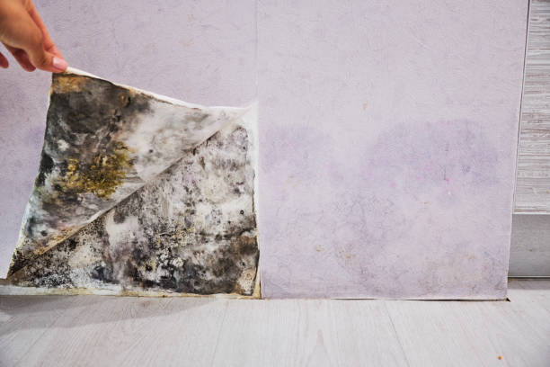 Best Residential Mold Remediation in Lubeck, WV